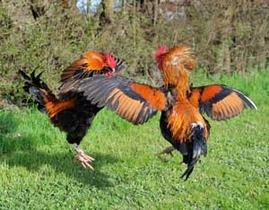 2 Roosters Fighting